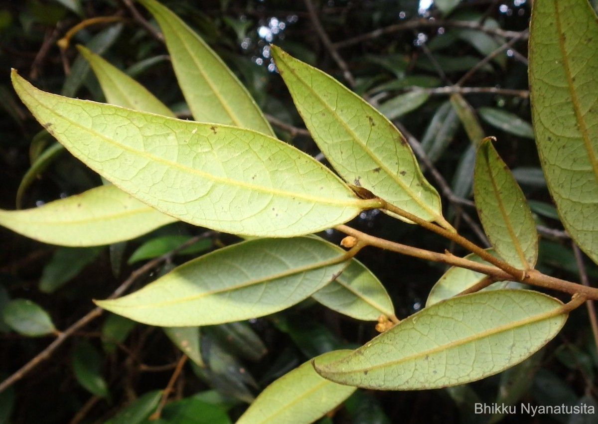 Symplocos diversifolia